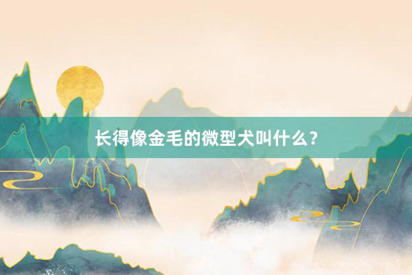 长得像金毛的微型犬叫什么？