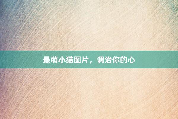 最萌小猫图片，调治你的心